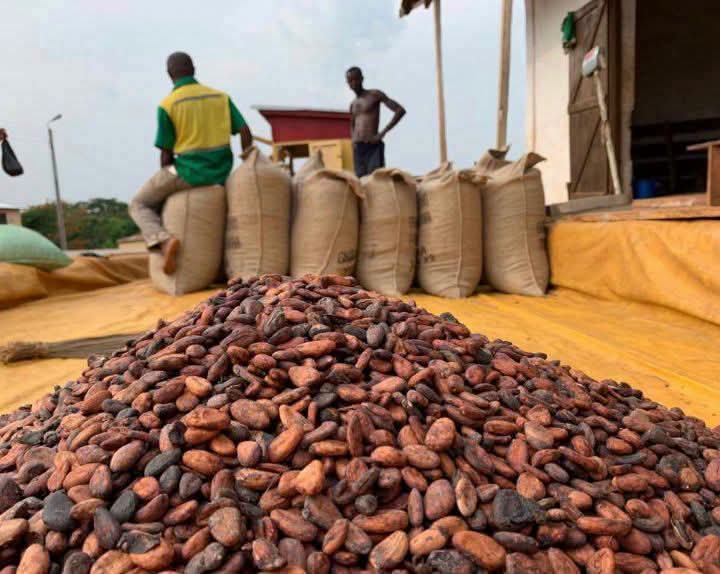 Côte d'Ivoire : le prix bord-champ du cacao fixé à 1 200 FCFA/kg, le café à 1 300 FCFA/kg pour 2026-2027